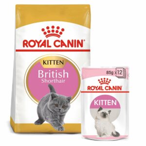 ROYAL CANIN KITTEN British Shorthair 2kg + Kitten in Soße 12x85g