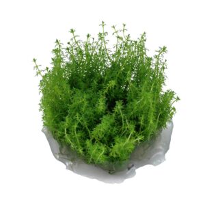 Tropica Aquariumpflanze Myriophyllum 'Guyana'