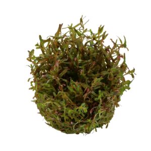 Tropica Aquariumpflanze Rotala rotundifolia 'H'ra'