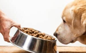 Verdauungsprobleme bei Hunden - die richtige Ernährung kann helfen